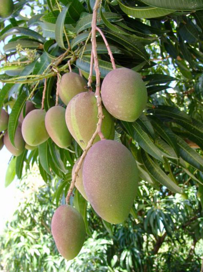 Mangue Irwin