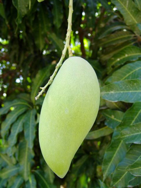 Mangue Nam Doc Mai