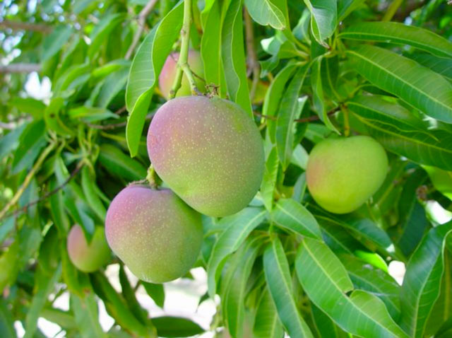 Mangue Pomme