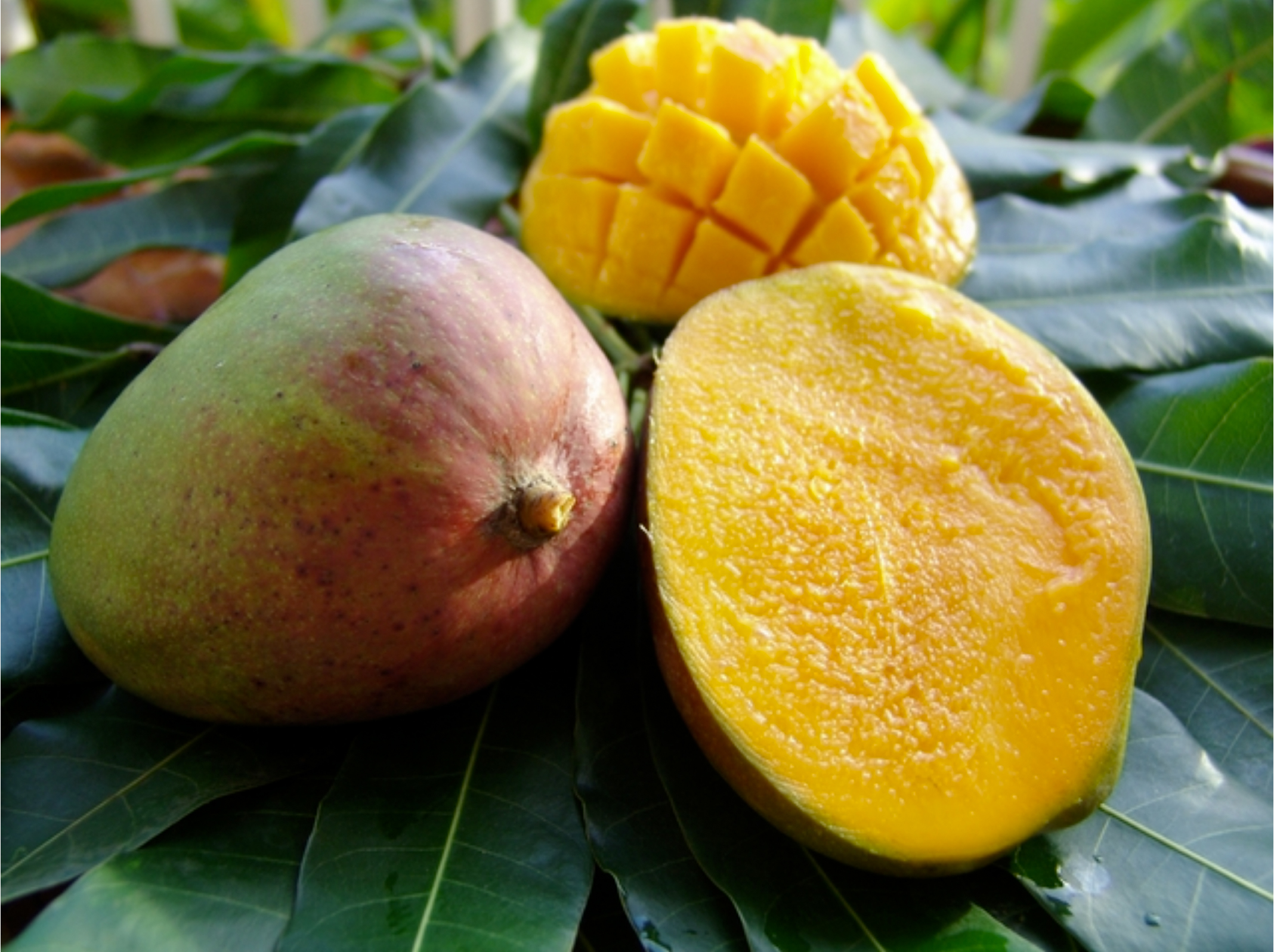 mangue-julie